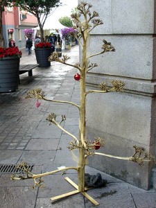 Agarve flower stalk made into a Christmas tree.