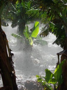 Bananas being irrigated 