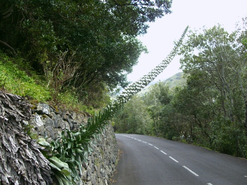 Tower of Jewles, Echium Simplex, in Breña Baja, La Palma, Canary Islands