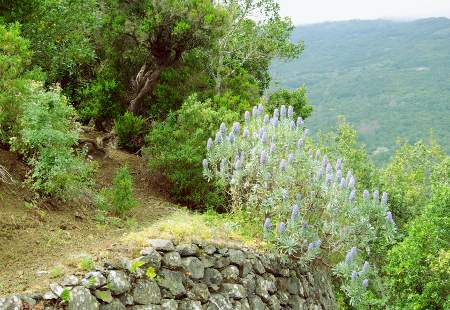 Blue tower of jewels (Echium webbi)  Breña Baja, La Palma, Canary Islands