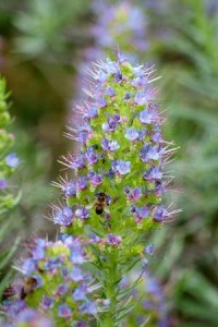 Blue tower of jewels (Echium webbi) Breña Baja, La Palma, Canary Islands