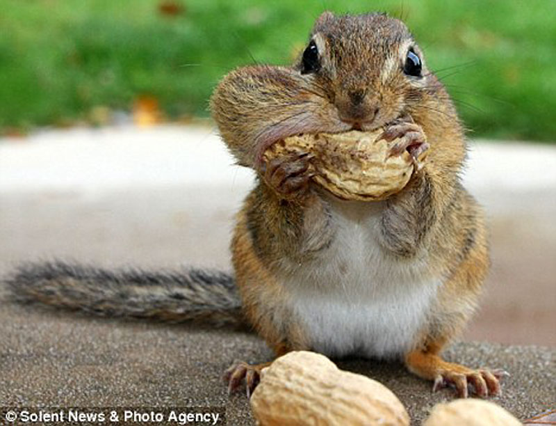 squee-sunday-chipmunks-sheila-crosby