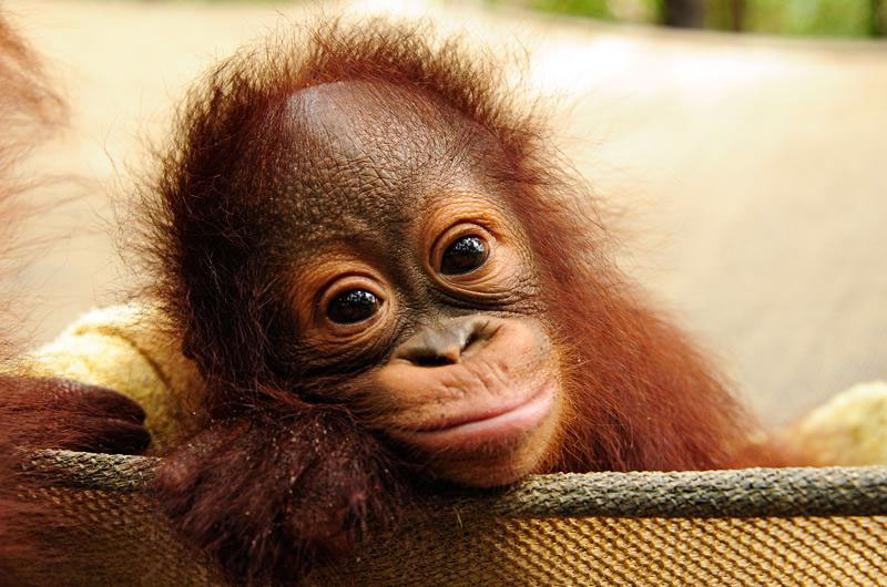 Orangutang4.jpg