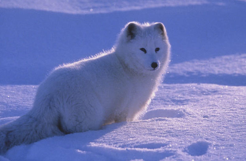 Squee Sunday Artic Foxes Sheila Crosby