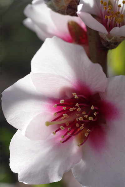 Close up of almond blossom, Garafia, La Palma island